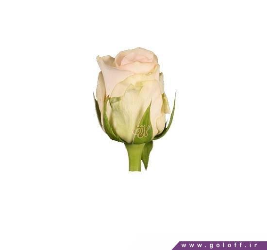 گل فروشی اینترنتی - گل رز هلندی لابله - Rose | گل آف